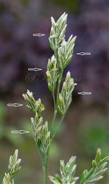  Infl. branch bearing spikelets (arrow-marked)